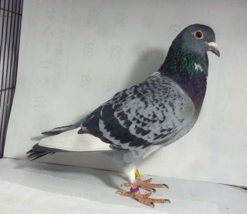 �e�[�O�S�@�j�V�r�E�u�����b�w�}���n