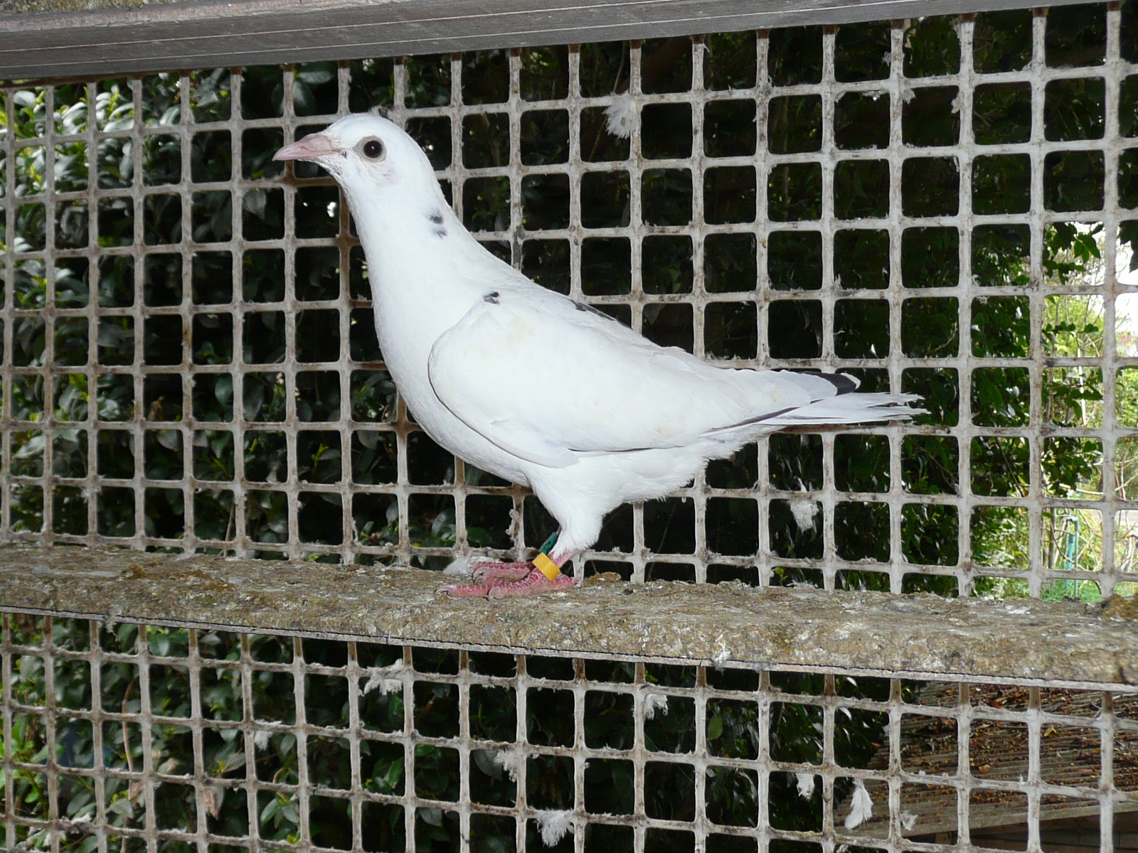 0�S-03 �����A�[���f��