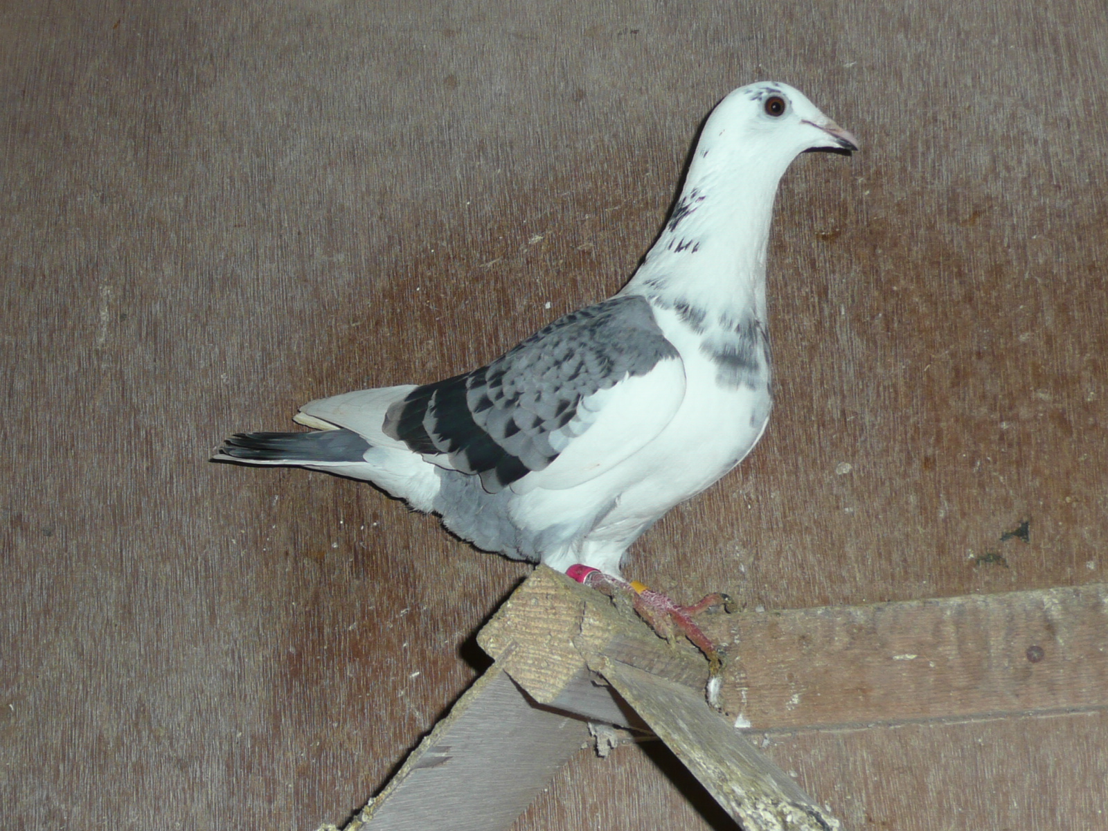 04-04 �J�C�p�[�ߐe