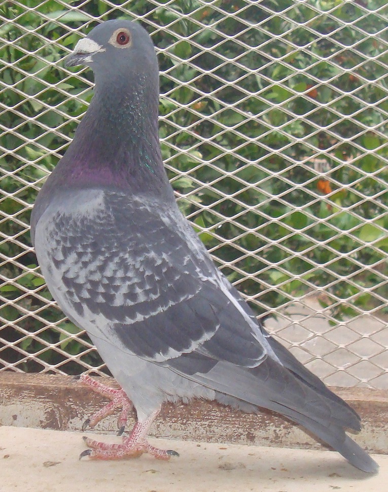 ����AAA�n�AAAA���t�g�̑�\�픵�{�[�h�������E�}���[���C�[�Y���̋ߐe