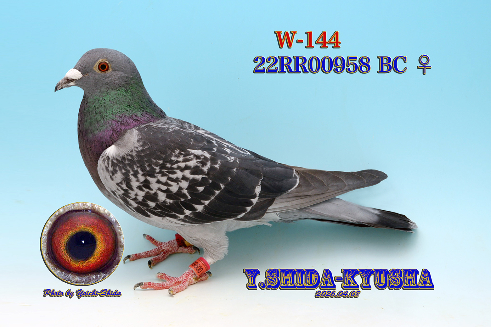 W-144 ����22RR00958 BC ���ēc���[�X���Z���^�[��o����