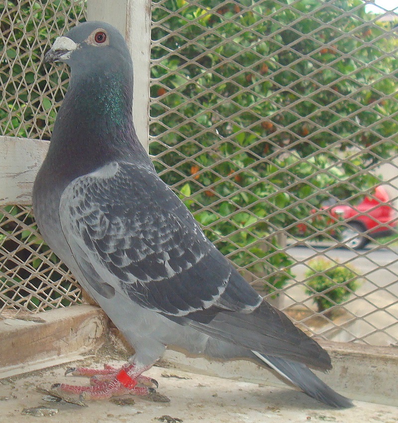 �����I�e�P�T�n�����P�R�O�O�������D�����͂��߂ɁA�f�m�E�b�g�̑����D�����܂̒������̏W�听�ł��B