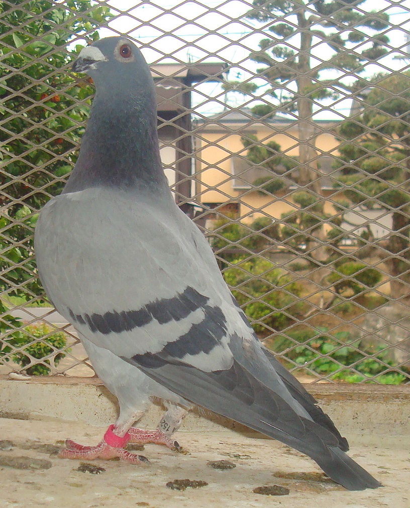 	������AAA���t�g�A��\�픵�{�[�h�������E�}���[���C�[�Y���̌Z��|���ɁI